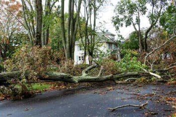 storm damage to tree